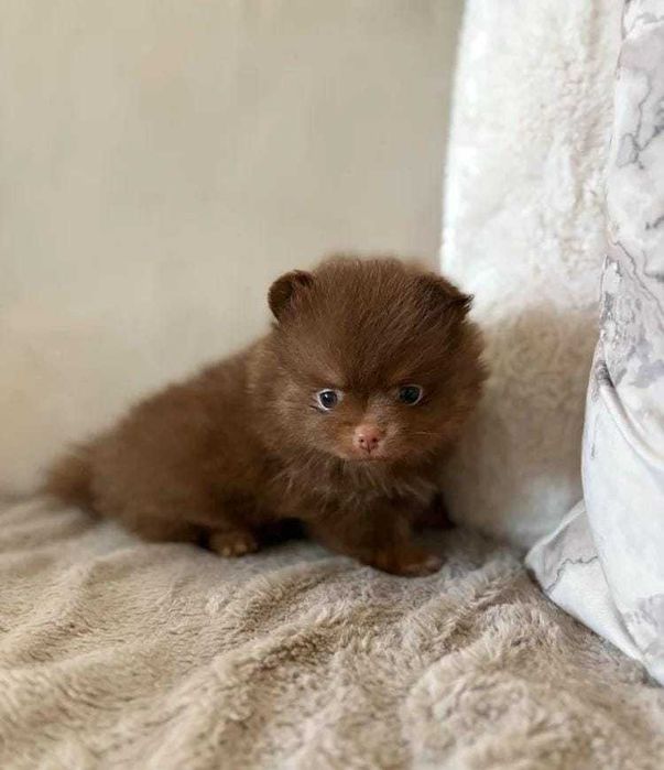Cachorro macho de Lulu da Pomerânia