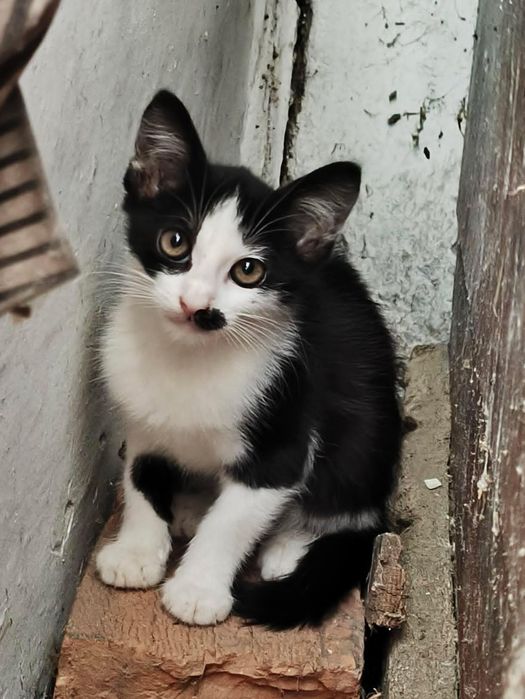 Отдадим котят в хорошие руки