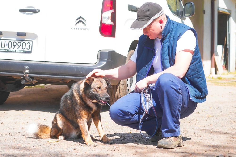Tadek - mega fajny pies szuka domu