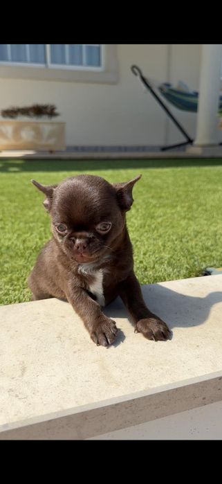 Chihuahua macho..
