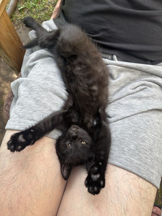Кошечка котик кот