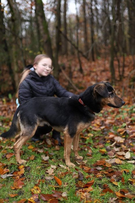 KAZIK 3-letni do adopcji!
