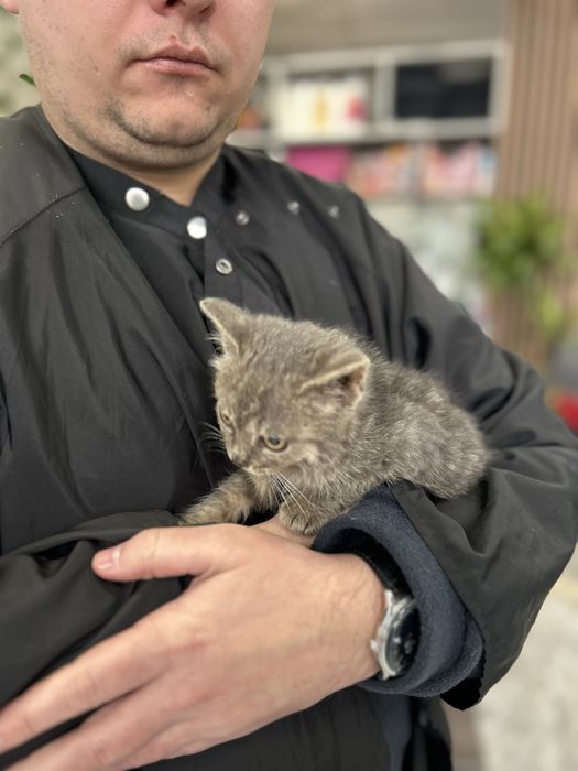 Отдам в хорошие руки Котят