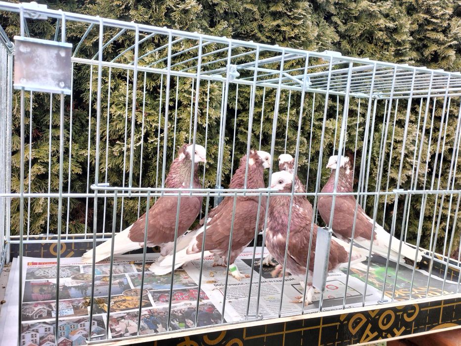 Białogłówka, Wajskopy czerwone Samce ,Samice