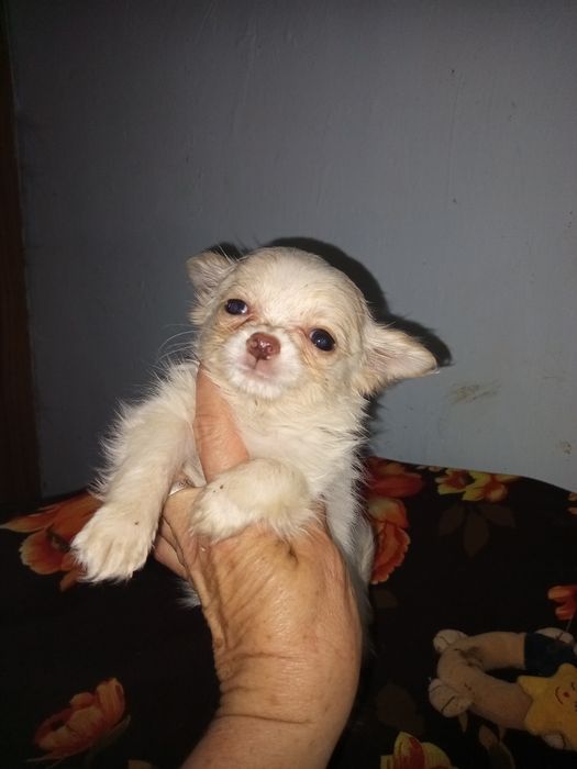 2Дівчинки і хлопчик чішки.