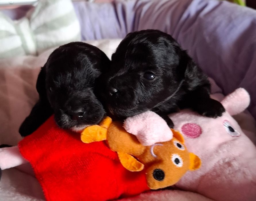 Maltipoo uroczy chłopczyk do rezerwacji odbiór 1 maj