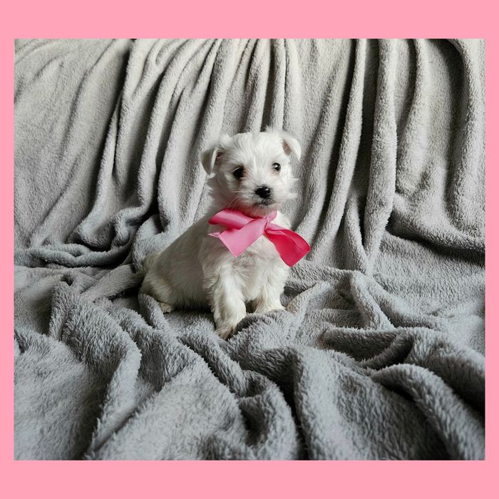 Sunia maltańczyk szczeniaczek