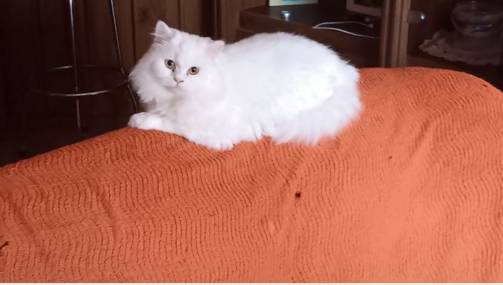 Animais de estimação