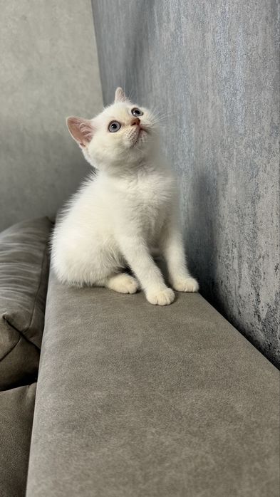 Британський котик