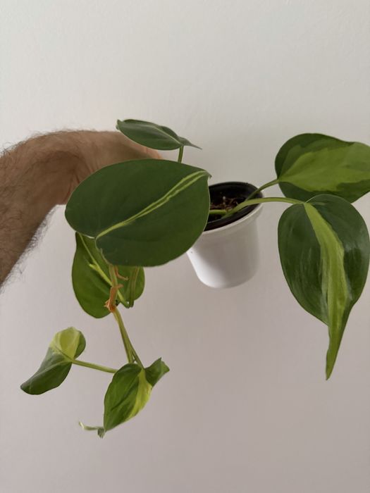 Epidendrum Floribundum425382109480888327
