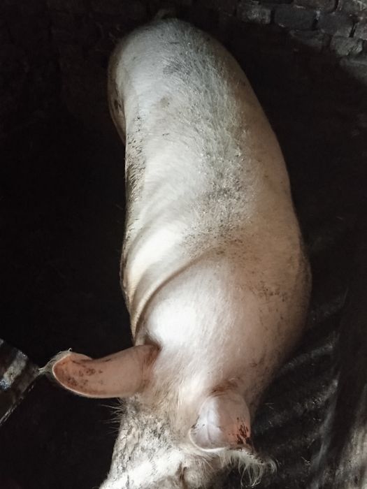 Продам свині на домашніх харчах.  Дзвоніть