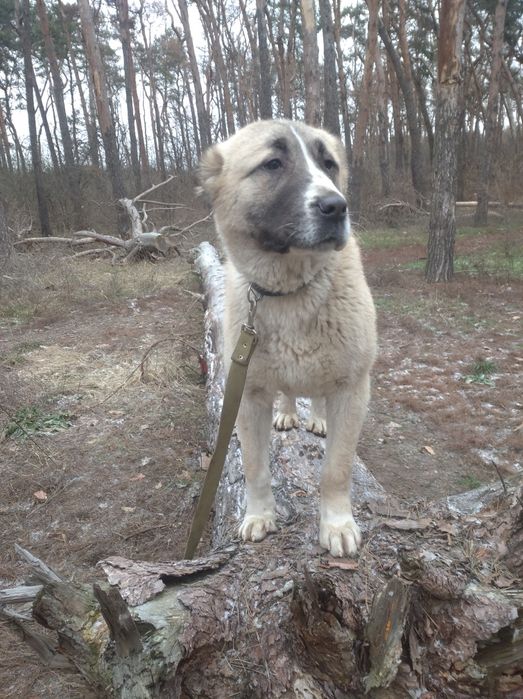 Кинолог.Дрессировка собак