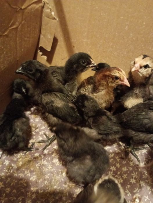 Kurczęta pisklęta jednodniowe green Shell szczepione zielone jajka leghorn