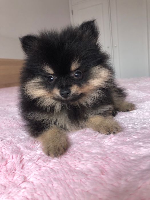 Macho Lulu da Pomerânia Mini