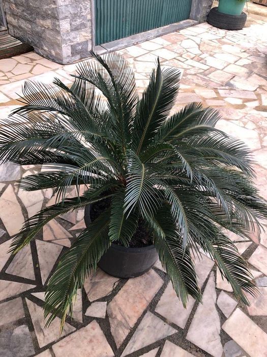 Cicas varios tamanhos