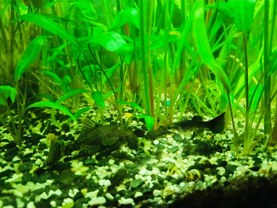 Glonojady zbrojniki kolumbijski