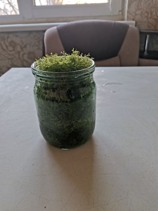 Аквариумная риччия, меченосцы, моллинезия белая з