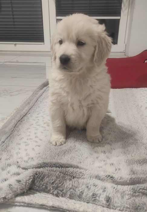 Golden retriever