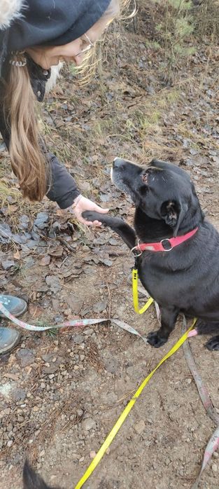 Daj szansę czarnemu psu- Leo prosi o dom
