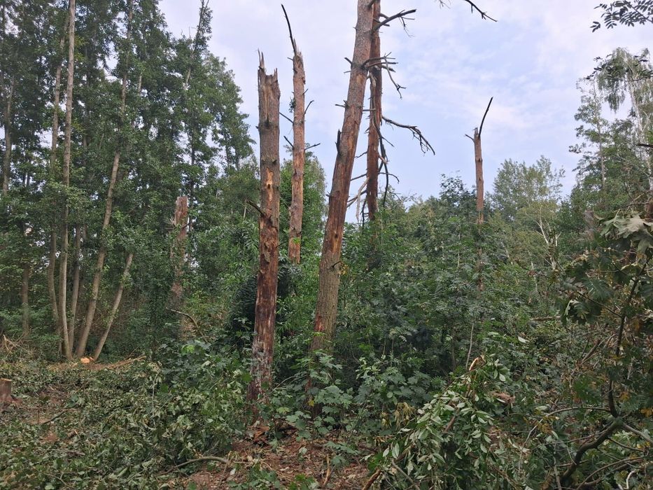 Wycinki drzew sadów czyszczenie działek usługi rębakiem