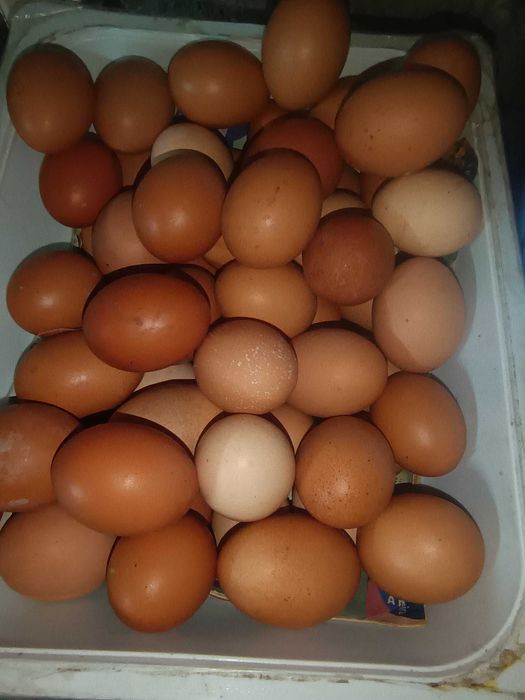 ovos caseiros para venda