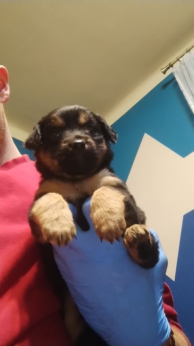 Szczeniaki do wydania