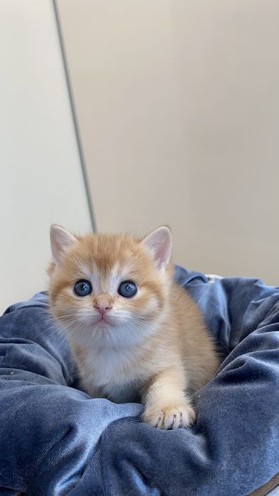 Золота шиншила кошенята