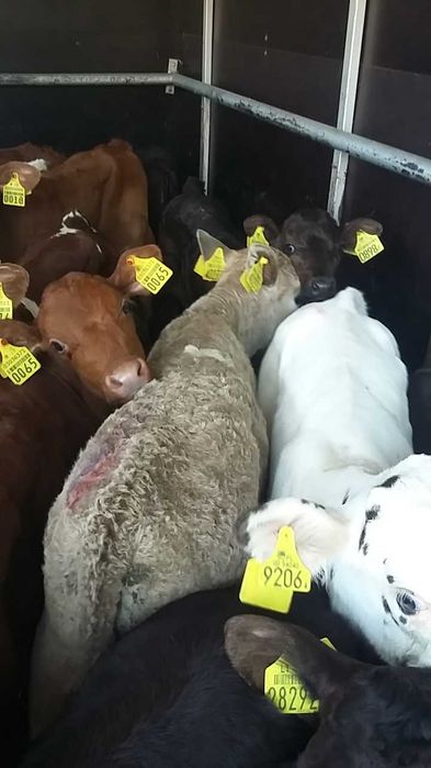 Brzeziny byczki jałoszki miesne cieleta