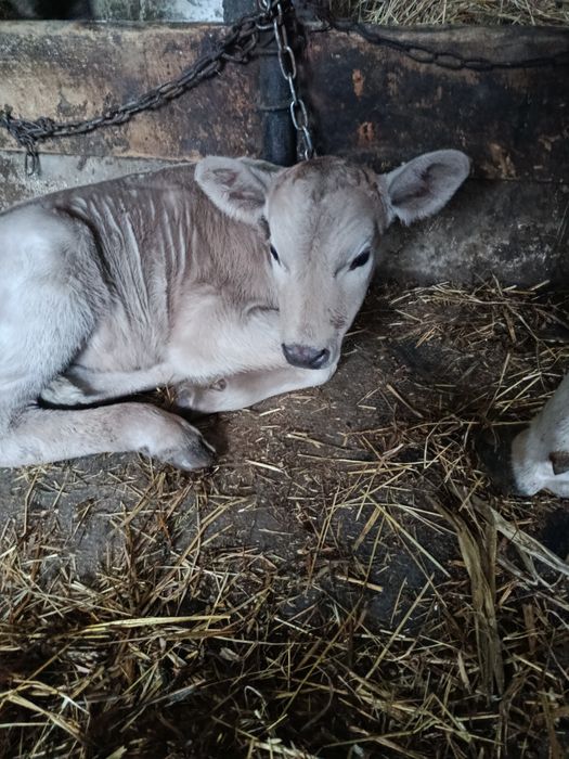 Продам бичка голштиноджерсеї