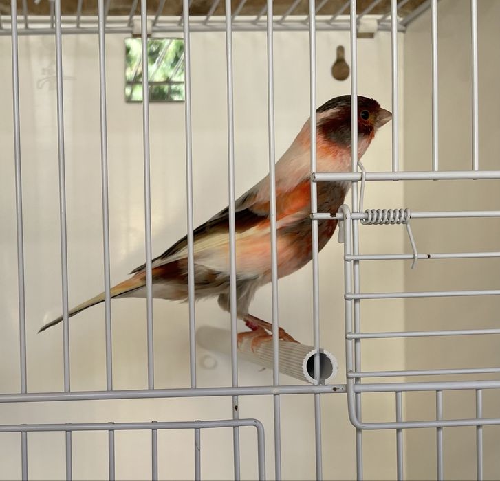 Canario Arlequim português