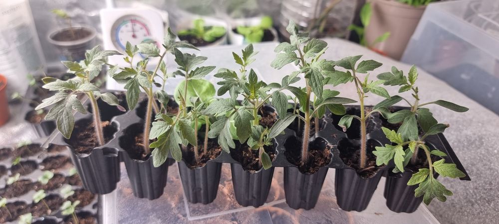 Tomate Giant Pink ( 12 uni.)