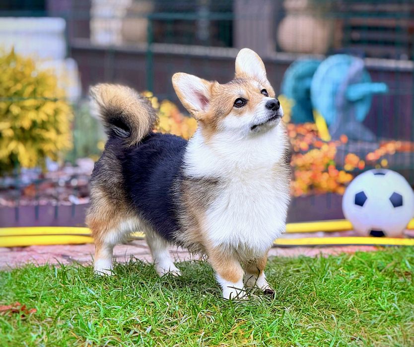 Вельш корги пемброк