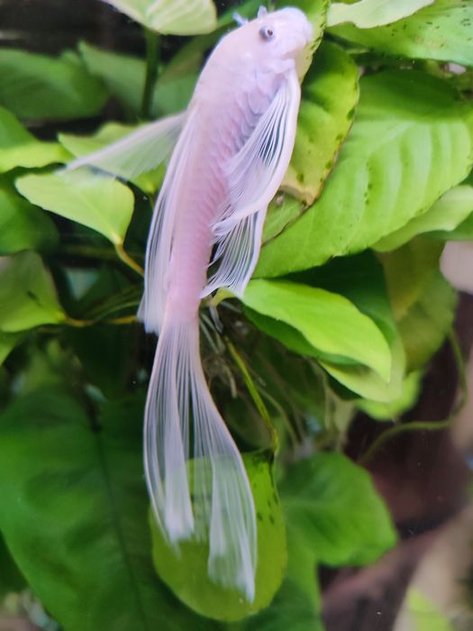 Ancistrus L-144 Snow White