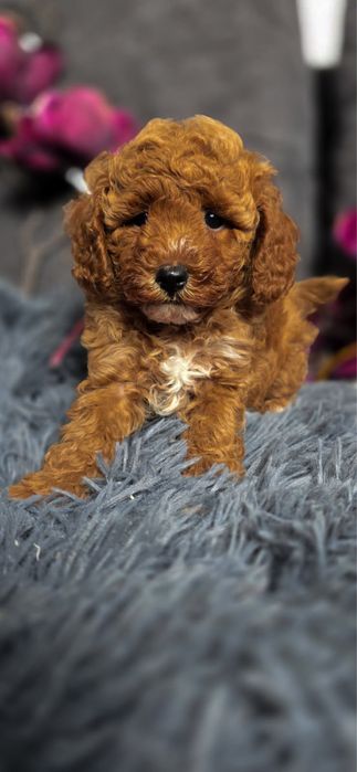 Mini xxs Maltipoo ciemna piękna kręcona suczka typ laleczki jedyna taka