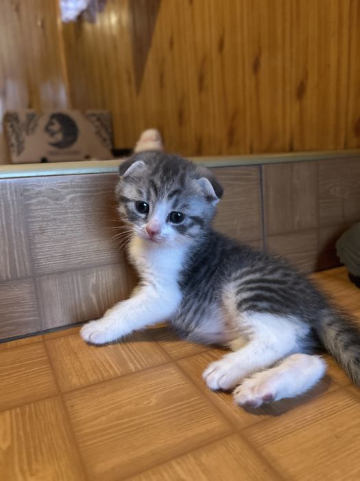 Віддам в добрі руки котики хлопчики
