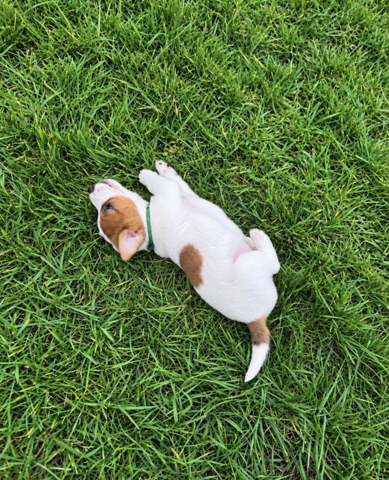 Jack Russell Terrier