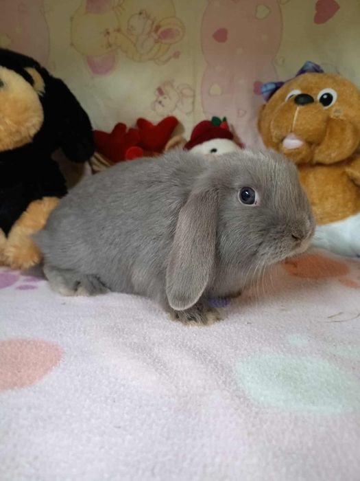 Sprzedam króliczki mini loop mini lop