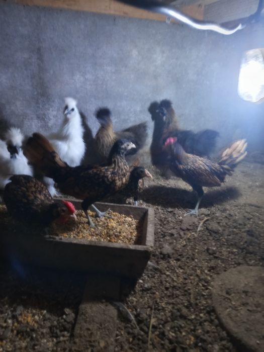 Animais de quinta