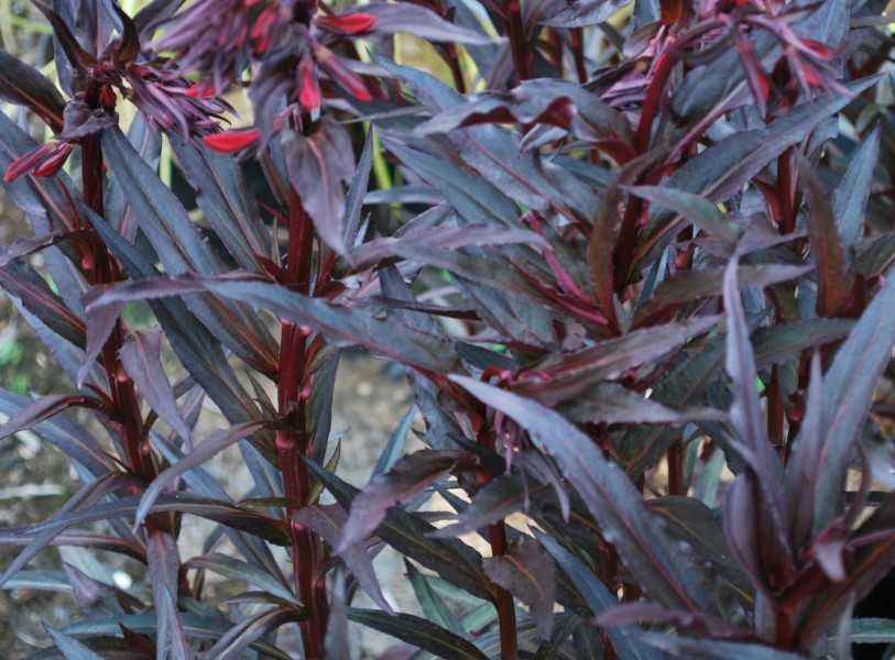 LOBELIA LŚNIĄCA Queen Victoria - sadzonki w doniczkach
