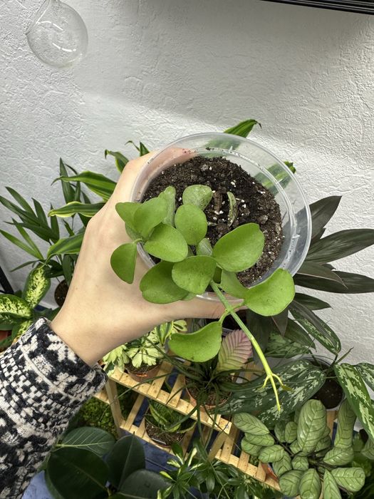 Квіти кімнатні рослини