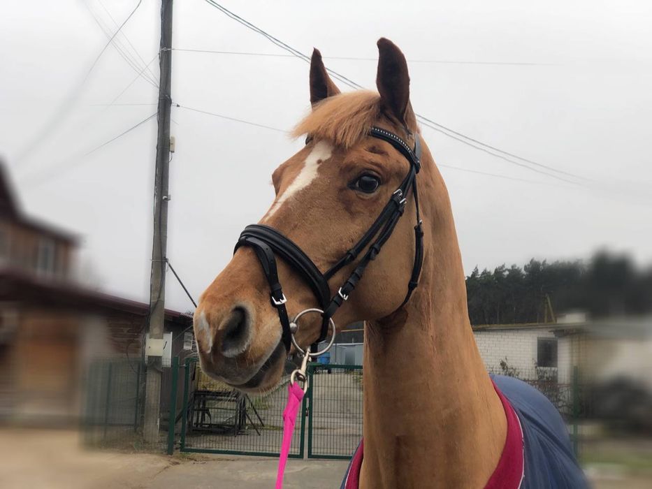 Продаж мерин  Київ