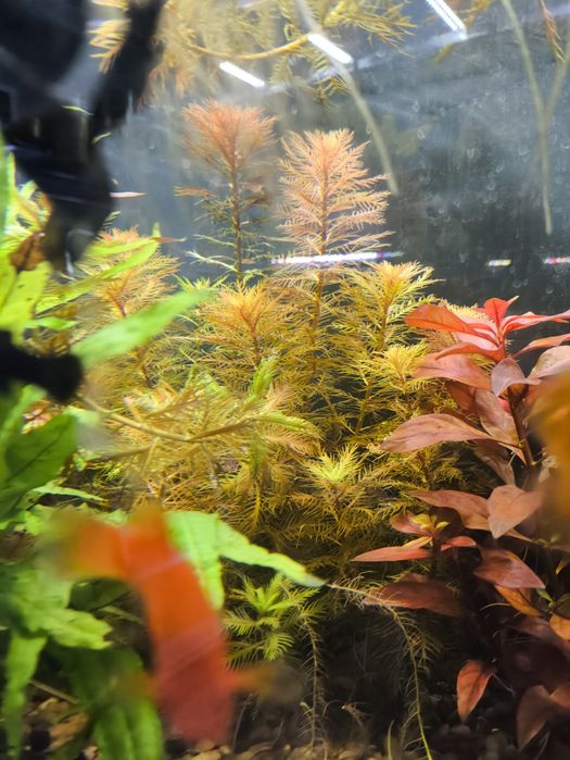 Proserpinaca palustris