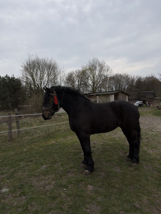 Na sprzedaż klacz zimnokrwista