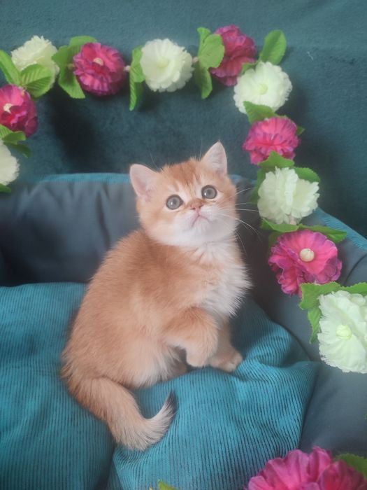 Британская золотая шиншилла, котёнок британец