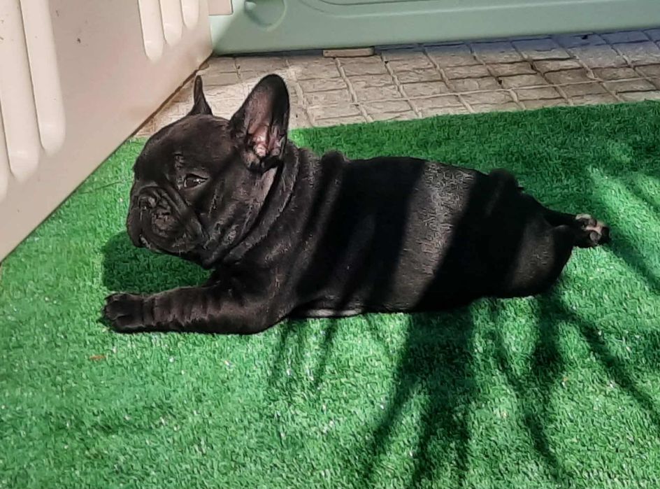 Bulldog Francês Lop e Afixo