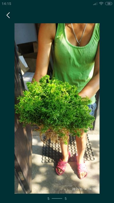 Сфагнум мох живий спагмосс жирний пушистий свіжий свежий  для орхидей