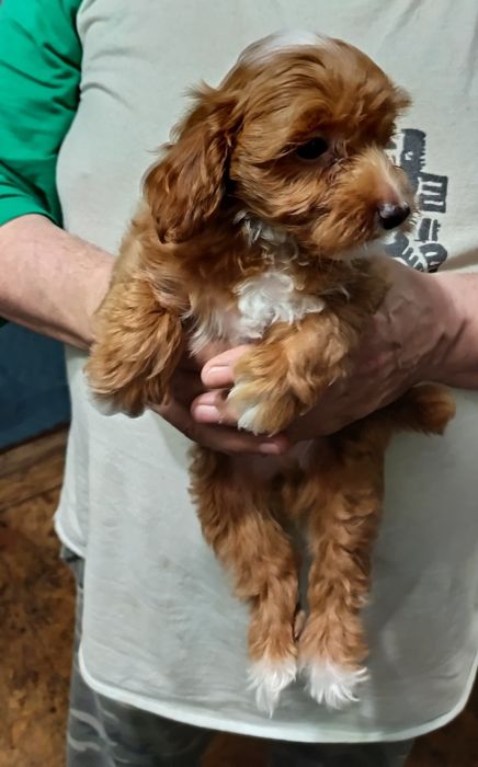 Супер хлопчик мальтіпу F2