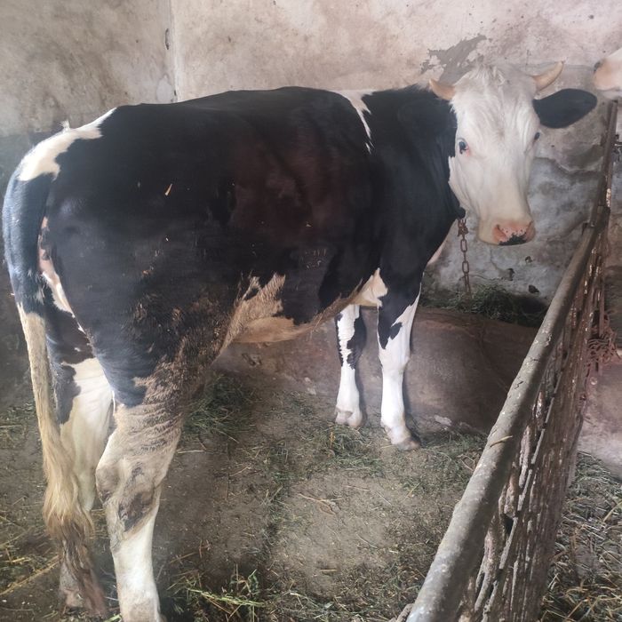 Продається тиличка