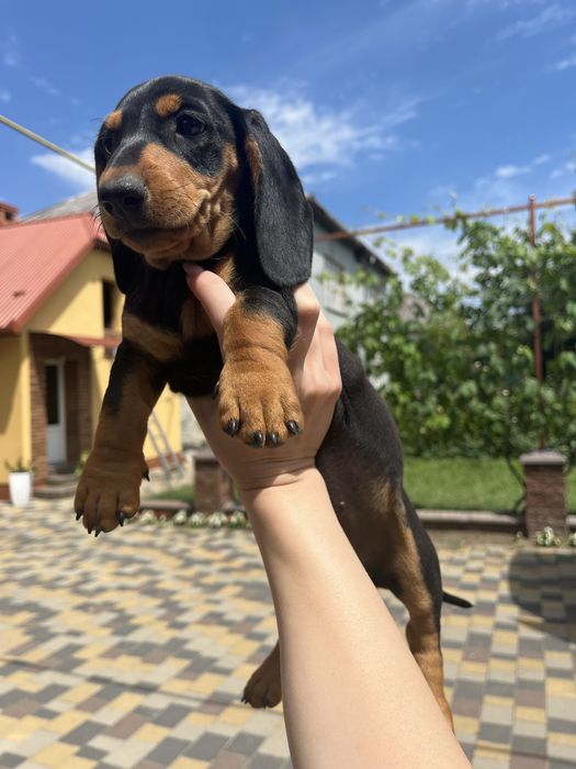 Цуценя, такса дівчинка