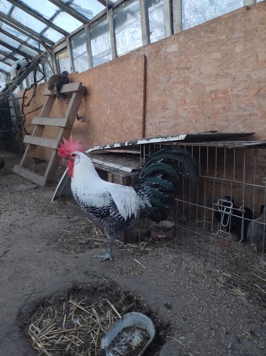 Brahma, Brakle,silki